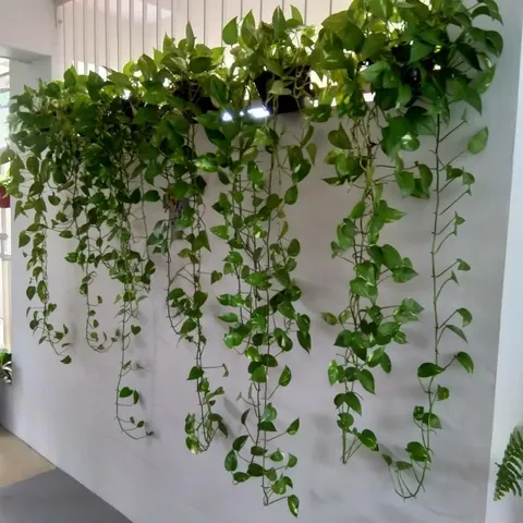 این گیاهان خانگی محیط خانه را خنک می کنند