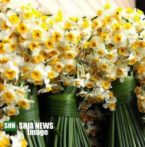 تصاویر /  زیبایی بی مانند نرگس‌زار‌های بهبهان
