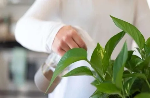 برای رشد گل پتوس چی خوبه؟