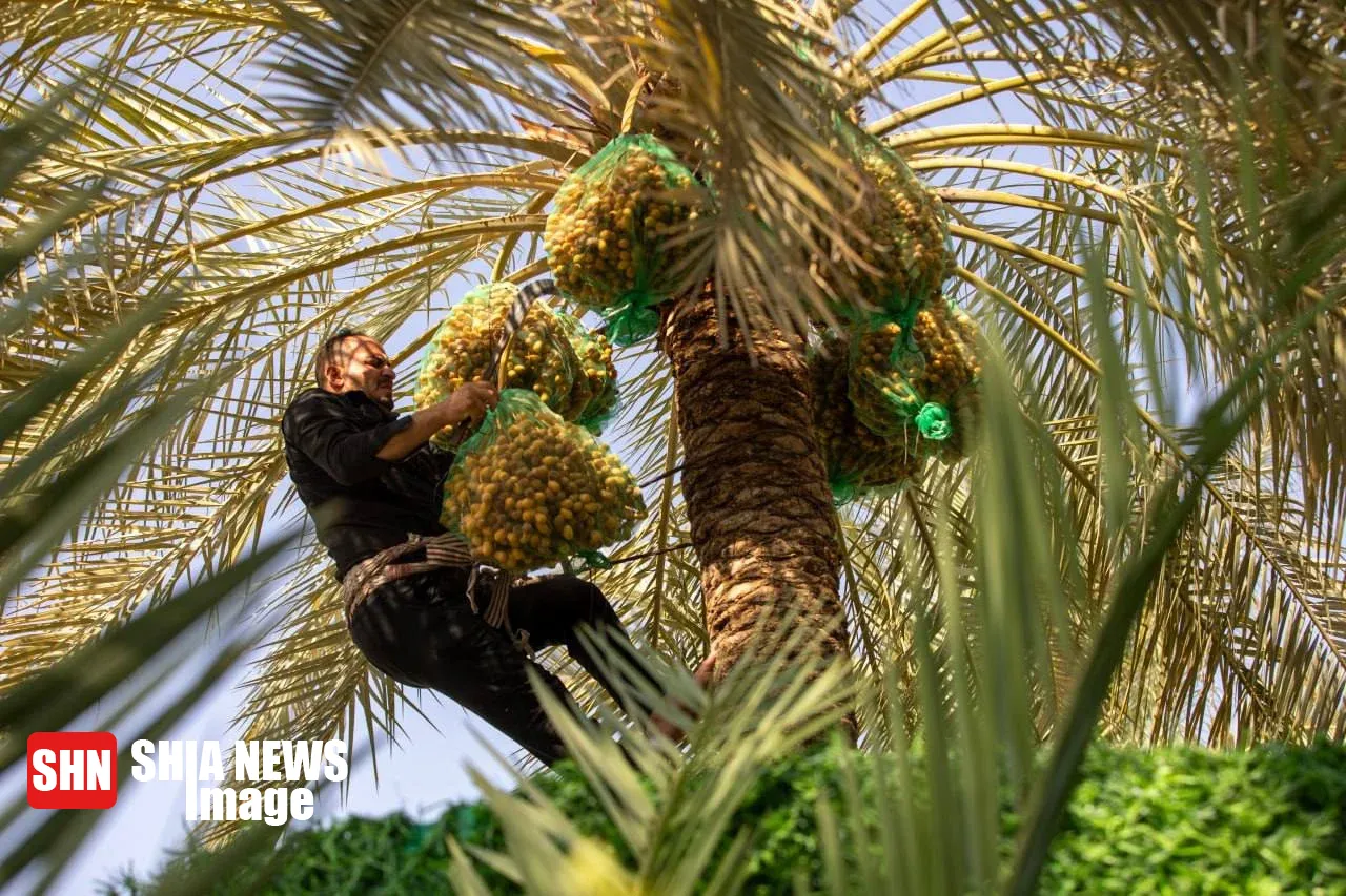 توزیع خرماى بينالحرمين میان زائران امام حسین (ع) توزیع خرماى بينالحرمين میان زائران امام حسین (ع)