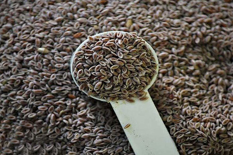 معجزه بارهنگ برای کاهش سرفه و ترمیم زخم