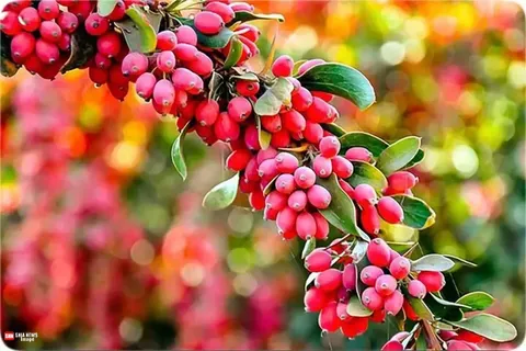خواص زرشک فراتر از طعم ترش و ظاهر کوچکش